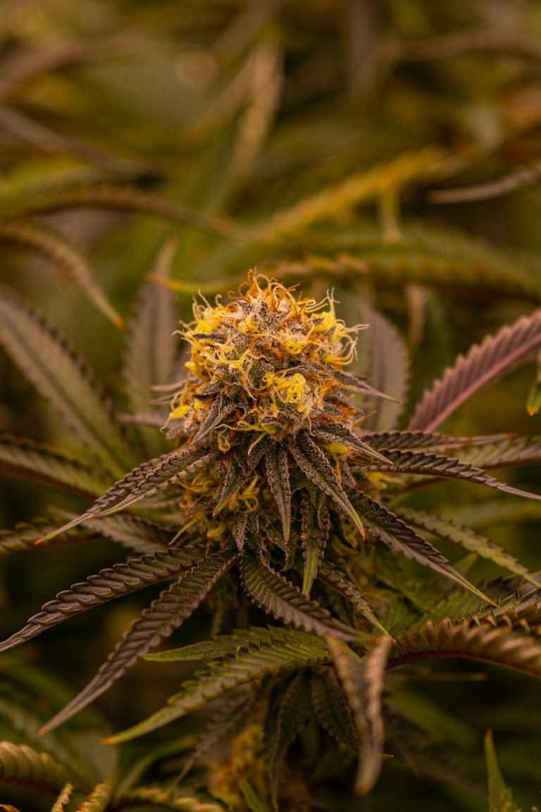 Buying Cannabis in Bialystok: Legal Guide and Online Dispensary
