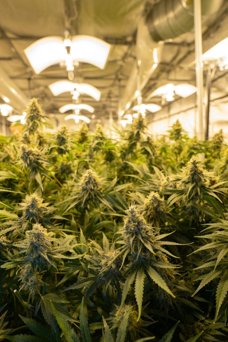 Cambridge cannabis laws and market guide