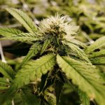 European Cannabis Delivery: Secure Online Purchase and Shipping img-2177.jpg