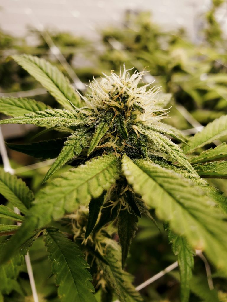 European Cannabis Delivery: Secure Online Purchase and Shipping