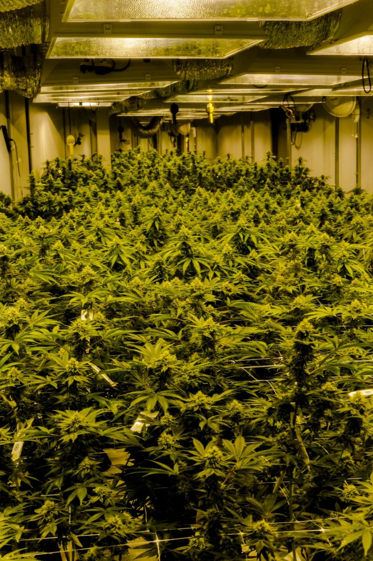Rotterdam Cannabis Market Guide