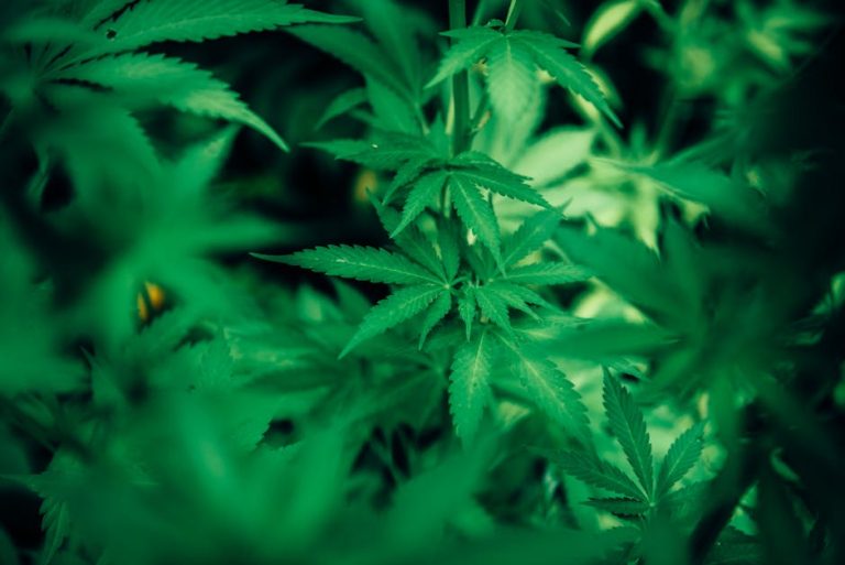 Cannabis Delivery in Cologne: Your Trusted Partner for Legal, Fast, and Reliable Service