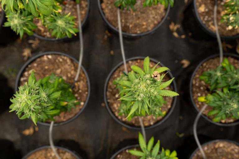 Luxury Cannabis on the French Riviera