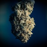 Manchester Cannabis 420 Store img-2199.jpg