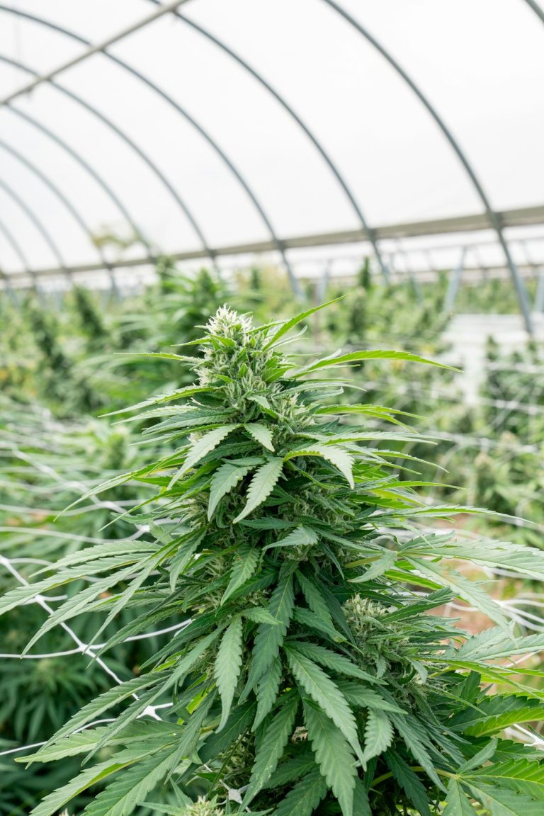 Malmo Cannabis Shop