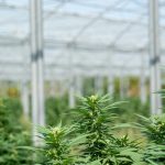 Buying Weed in Lublin – A Complete Guide img-2218.jpg