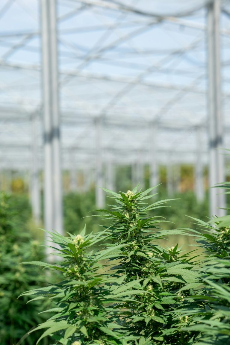 Buying Weed in Lublin – A Complete Guide