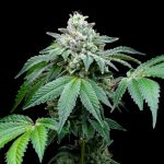 THC Vape in Bern: Your Ultimate Guide to Premium Cannabis Vape Products img-2219.jpg