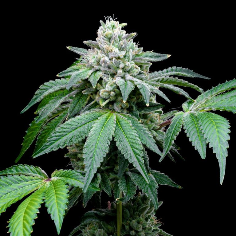 THC Vape in Bern: Your Ultimate Guide to Premium Cannabis Vape Products