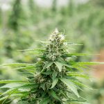 Pozna Cannabis Shop img-2236.jpg