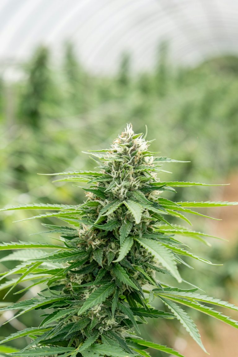 Pozna Cannabis Shop