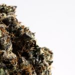 Espoo, the vibrant suburb of Helsinki, has become a focal point for the growing legal cannabis market in Finland img-2239.jpg