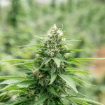 Cannabis Culture and Tourism in Cluj‑Napoca, Romania img-2243.jpg
