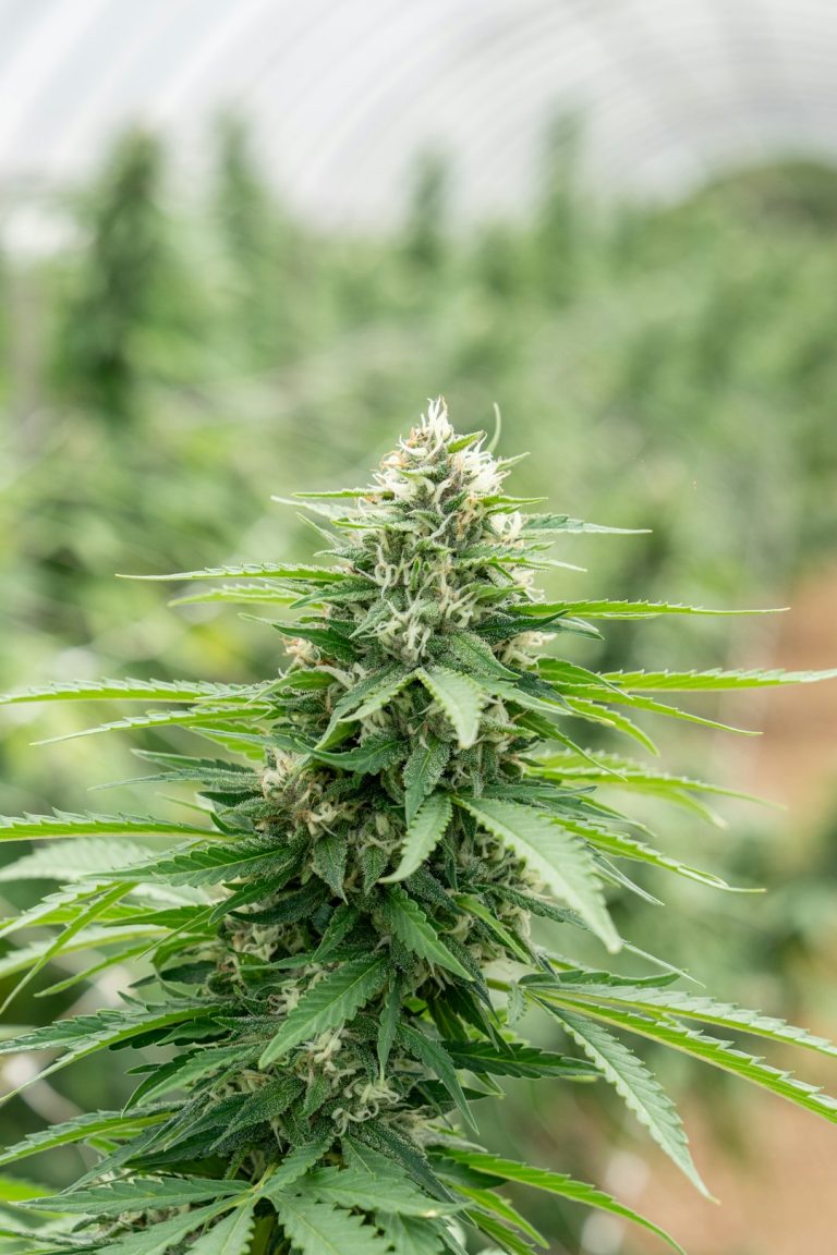 Cannabis Culture and Tourism in Cluj‑Napoca, Romania