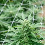 THC‑Rich Weed in Hungary img-2255.jpg