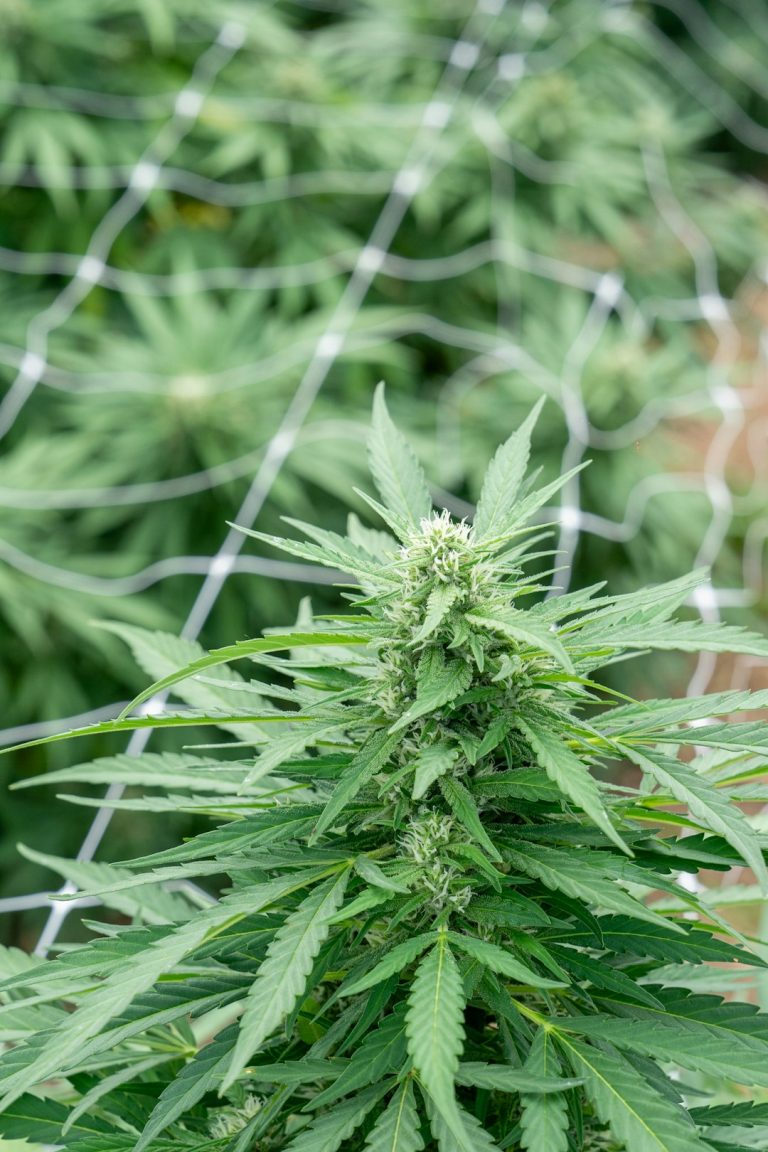 THC‑Rich Weed in Hungary