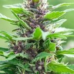 High‑Quality Cannabis, Marijuana, Hemp, THC, and Weed in Greece img-2258.jpg
