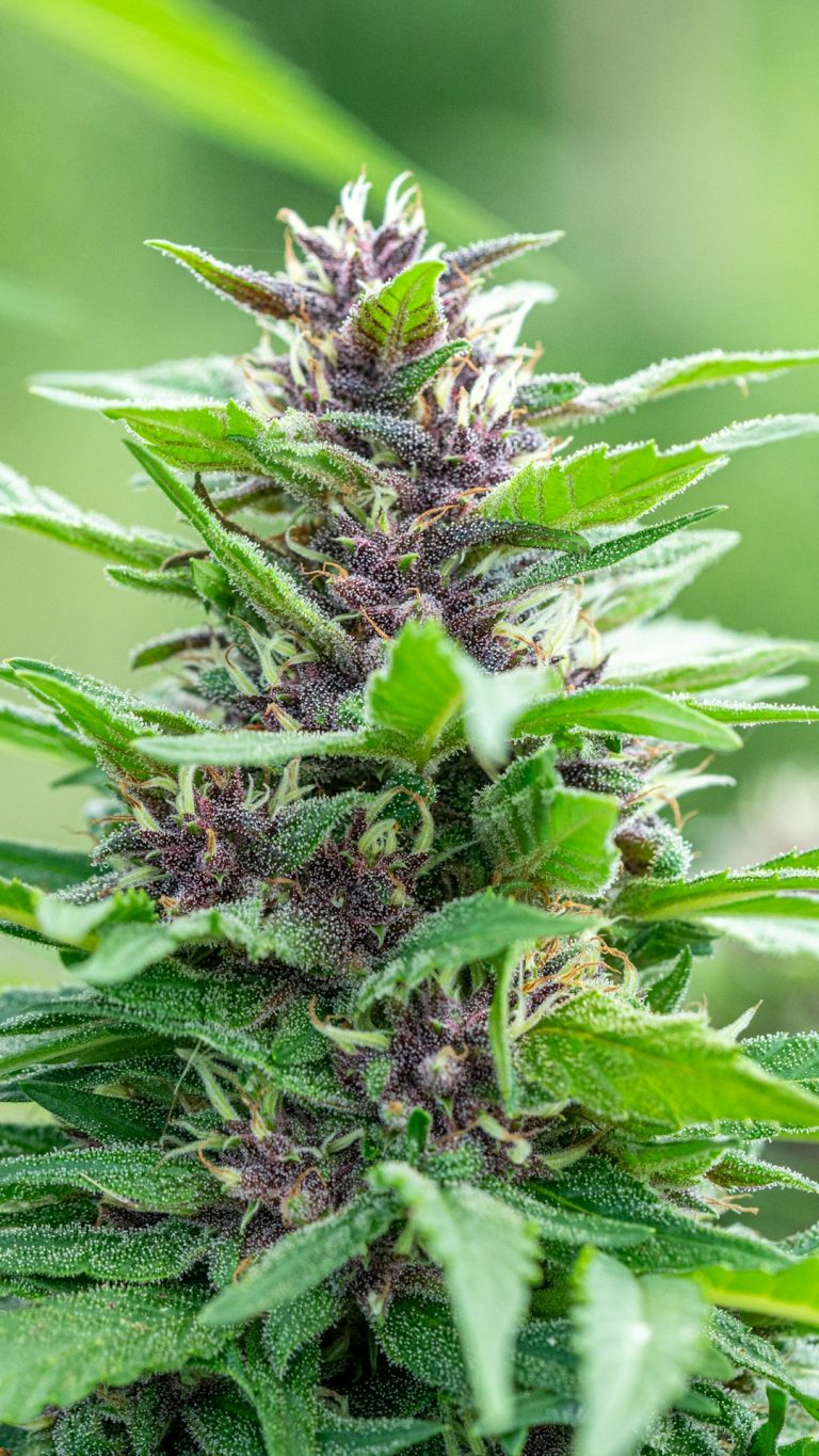 High‑Quality Cannabis, Marijuana, Hemp, THC, and Weed in Greece