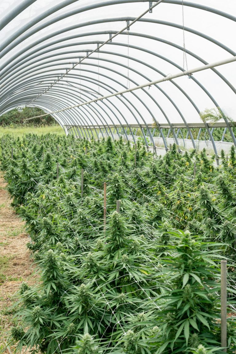 Naples Cannabis Shop