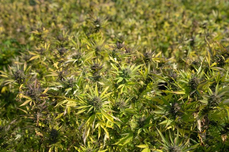Spain’s cannabis market is evolving rapidly