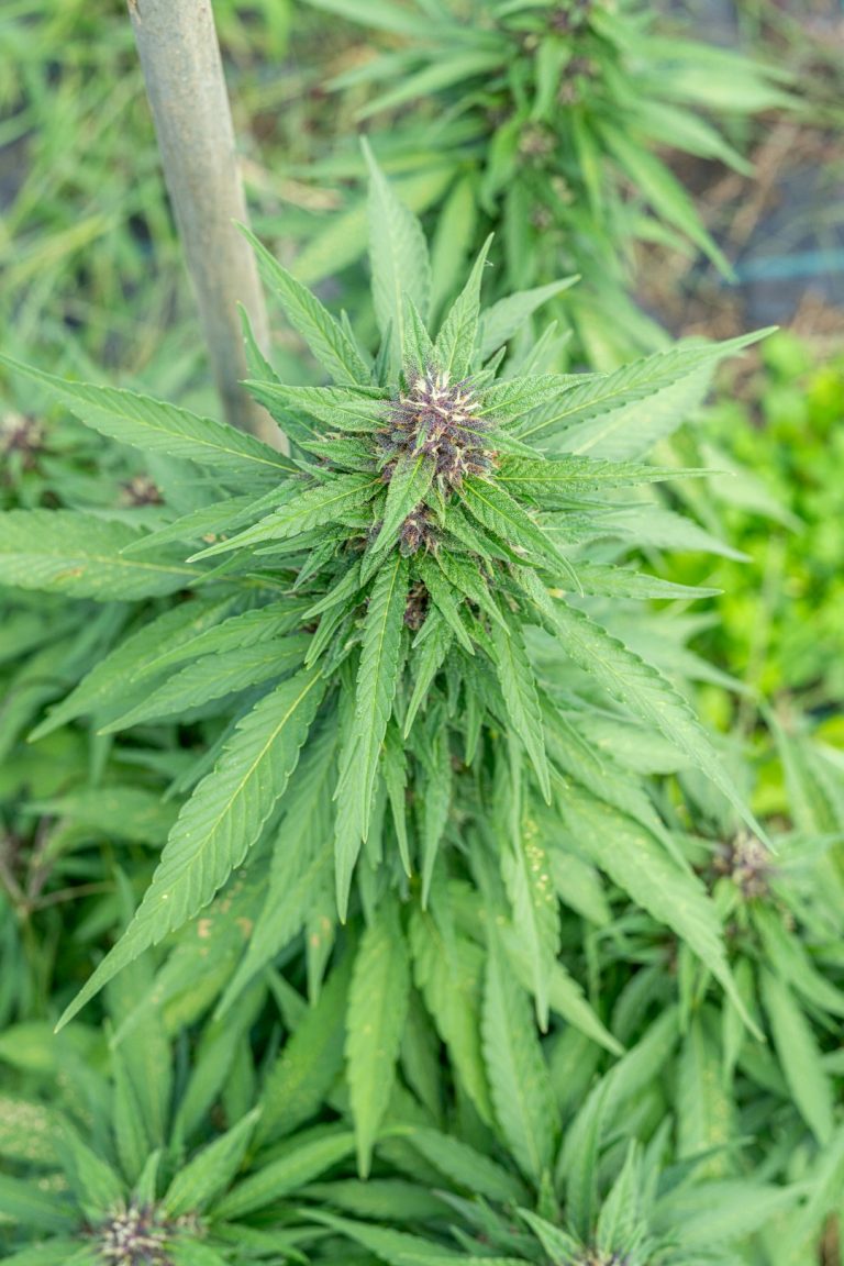 Buy Cannabis in Riga Legal Affordable and Convenient