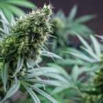 Looking to purchase high‑quality THC‑rich cannabis in Hungary? img-2302.jpg