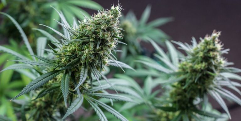 Looking to purchase high‑quality THC‑rich cannabis in Hungary?
