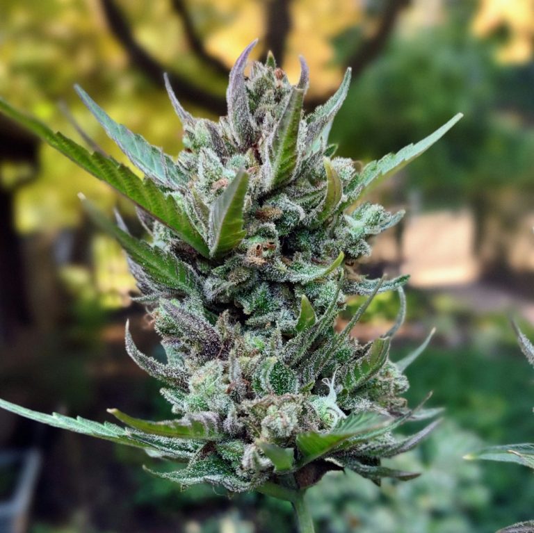 Bielefeld Vape Shop – THC, CBD, and Cannabis Vaping