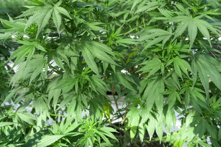 Glasgow Cannabis Shop – Your Premier Online Weed Dispensary