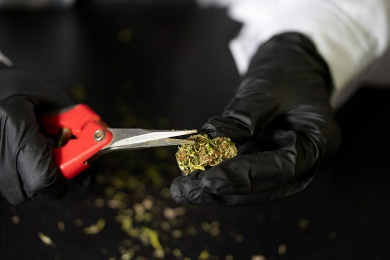Buying THC Marijuana in Tenerife: A Guide to Cannabis, Hemp, and Related Products