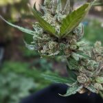 Buy THC Cannabis in Croatia: Online Shop & Legal Guide img-2348.jpg