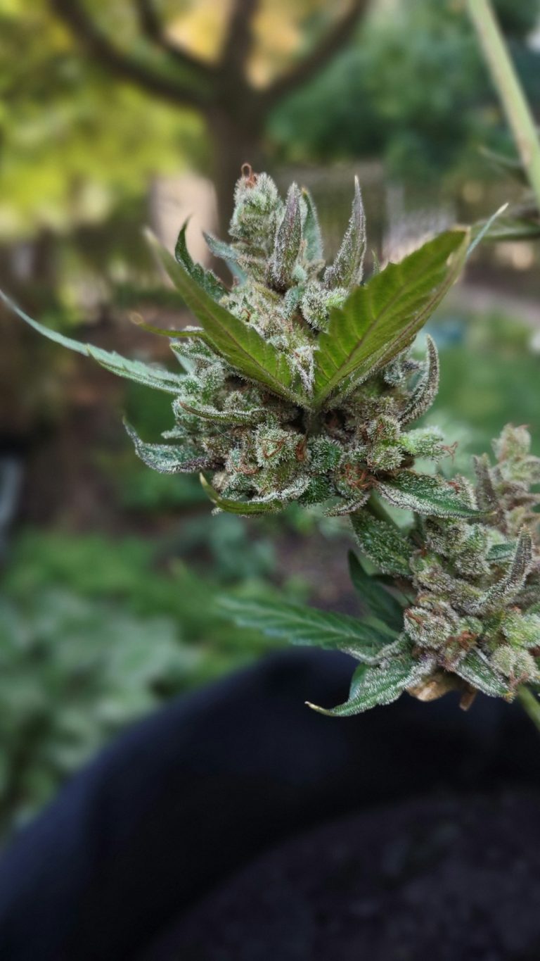 Buy THC Cannabis in Croatia: Online Shop & Legal Guide