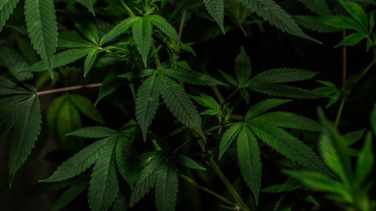 Looking to buy THC marijuana in Piza