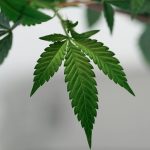 Ultimate Guide to Online Weed Delivery in Stuttgart img-2372.jpg