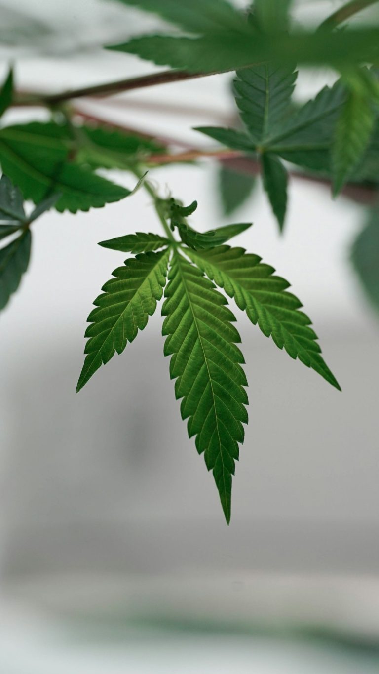 Ultimate Guide to Online Weed Delivery in Stuttgart