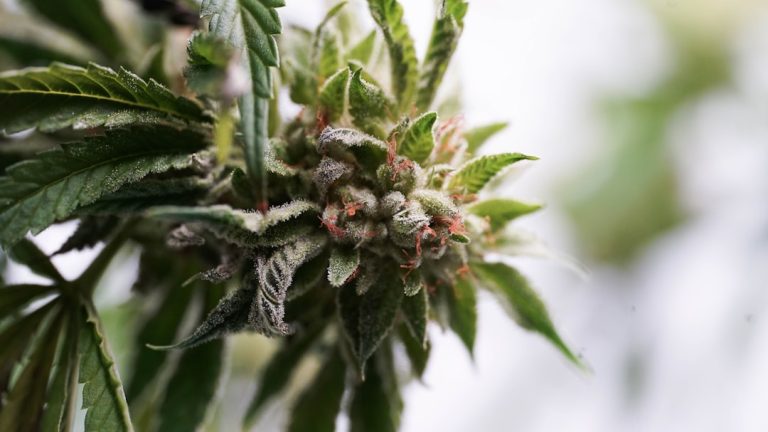 Hashish Purchase Tallinn: Your Trusted Partner for Buying Hashish