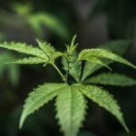 Bologna's THC Vape Shop: Premium Cannabis Vaping Products and Delivery img-2385.jpg