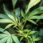 Birmingham Weed Delivery Service img-2386.jpg