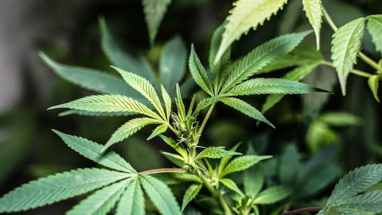 Birmingham Weed Delivery Service