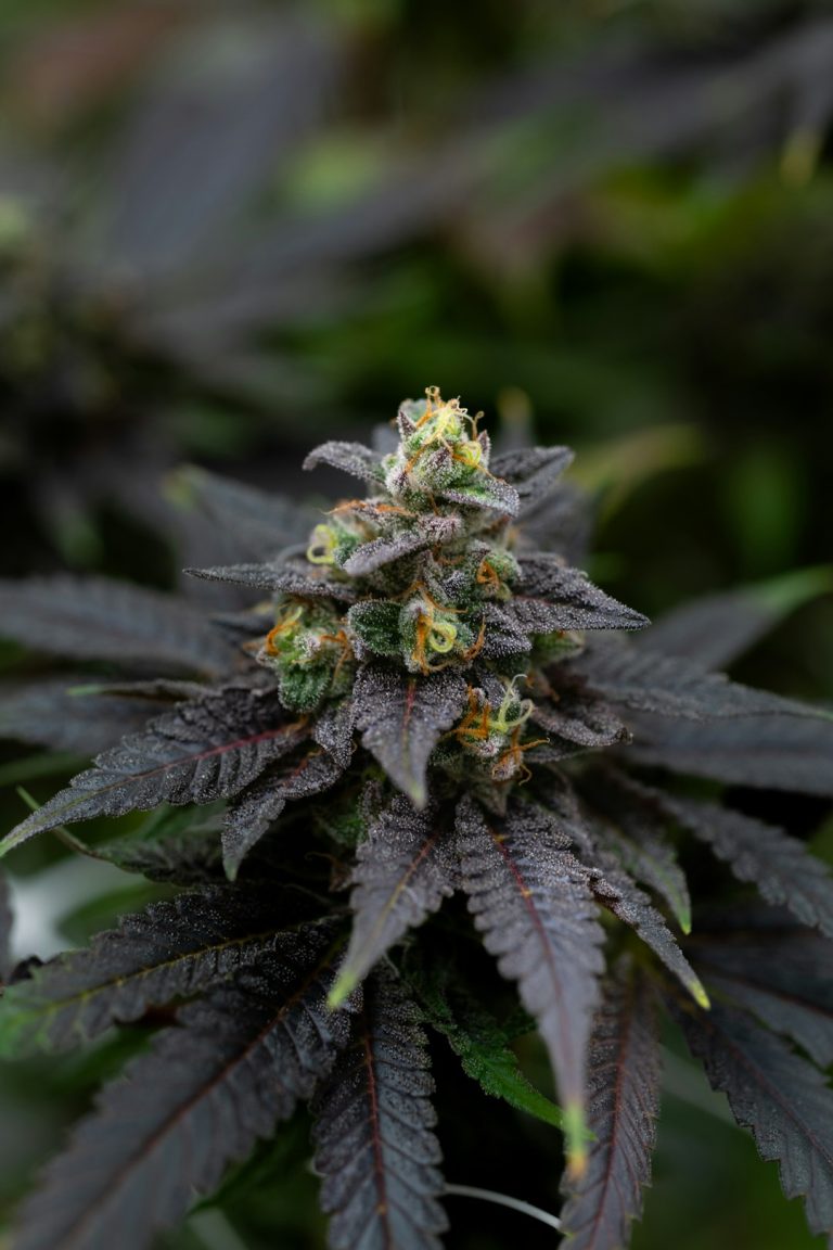 Porto Cannabis: The Ultimate Guide to Buying Marijuana in Portugal