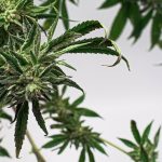 Zaragoza's Premier 420 Shop: Your One-Stop Cannabis Destination img-2409.jpg