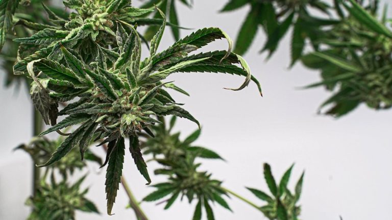 Zaragoza’s Premier 420 Shop: Your One-Stop Cannabis Destination