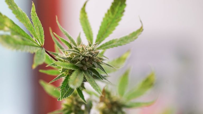 Monte Carlo Cannabis Delivery Service