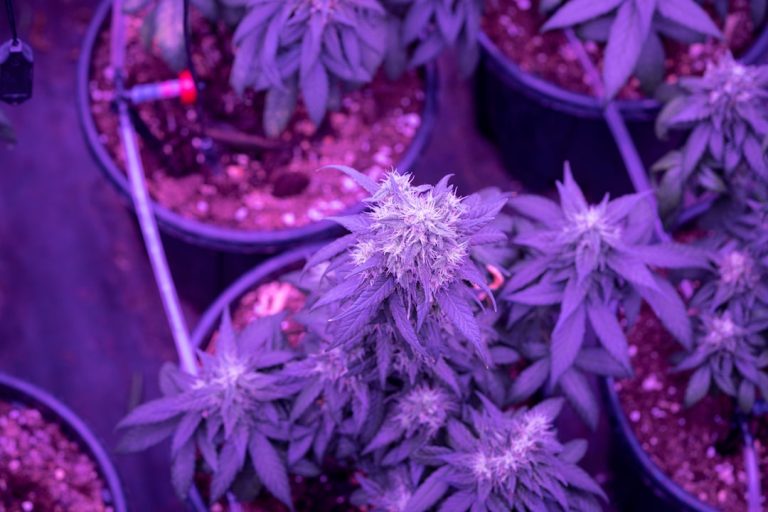 Buying Weed in Salzburg: A Comprehensive Guide