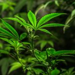 Welcome to the premier destination for high‑quality THC vapes, cannabis vape products, and hemp‑derived e‑liquids in Siracusa, Sicily img-2419.jpg
