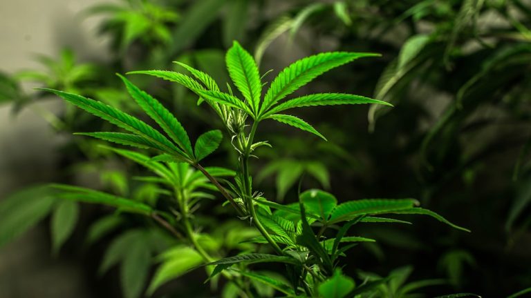 Welcome to the premier destination for high‑quality THC vapes, cannabis vape products, and hemp‑derived e‑liquids in Siracusa, Sicily