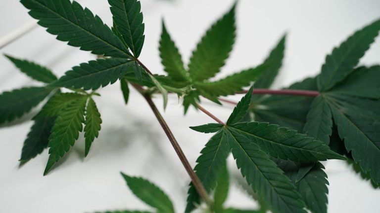 Bordeaux Cannabis Market: Your Guide to Buying High-Quality Cannabis, Marijuana, and Hemp