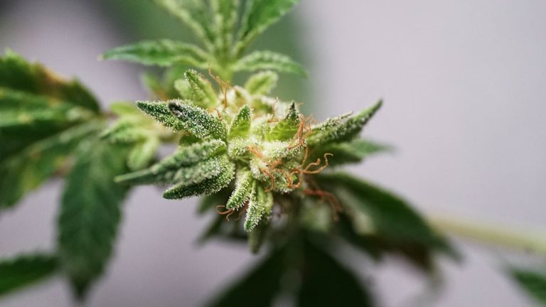 Łódź: The New Hub for Cannabis Enthusiasts