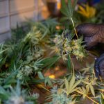 London Cannabis Shop img-2436.jpg