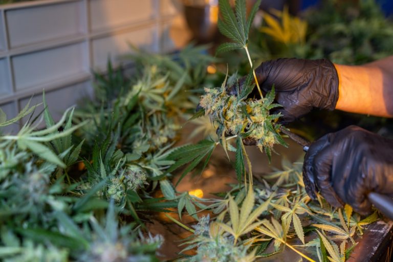 London Cannabis Shop